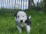 Chiots de race Border Collie à vendre (1 femelle & 3 mâles)