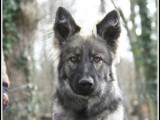 Chiot Berger Allemand d'ancien type à vendre