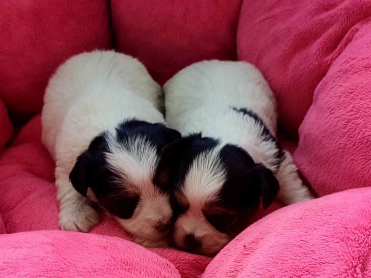 3 chiots femelles Biewer Yorkshire à vendre