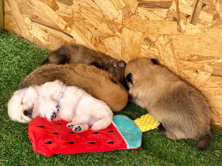 Chiots Loulou de Poméranie à réserver