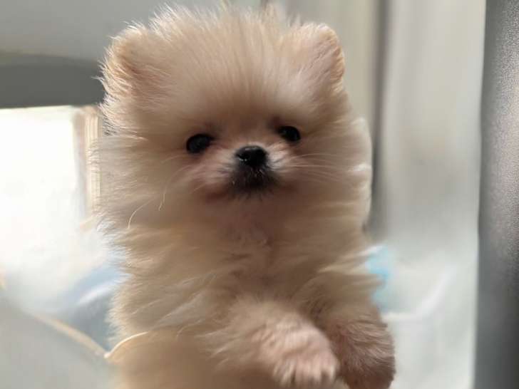 Chiots Loulou de Poméranie à vendre