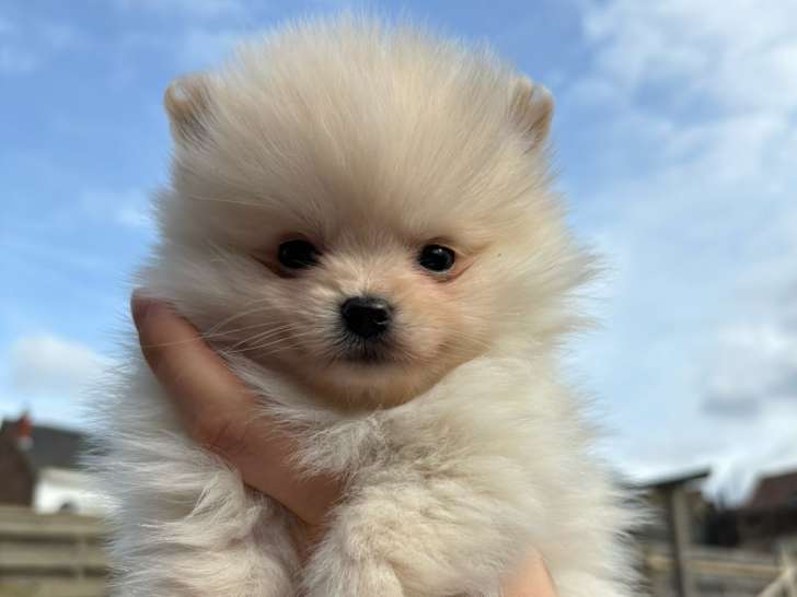 Chiots Loulou de Poméranie à vendre