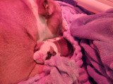 2 magnifiques femelles Bouledogue Anglais à vendre