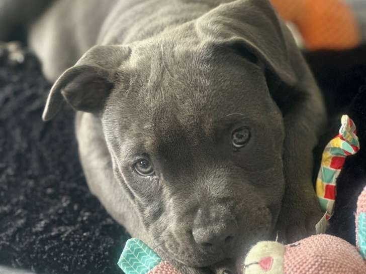 Femelle American Bully petit standard tricolore bleu à vendre