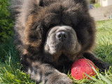 Mâle Chow Chow disponible pour saillie