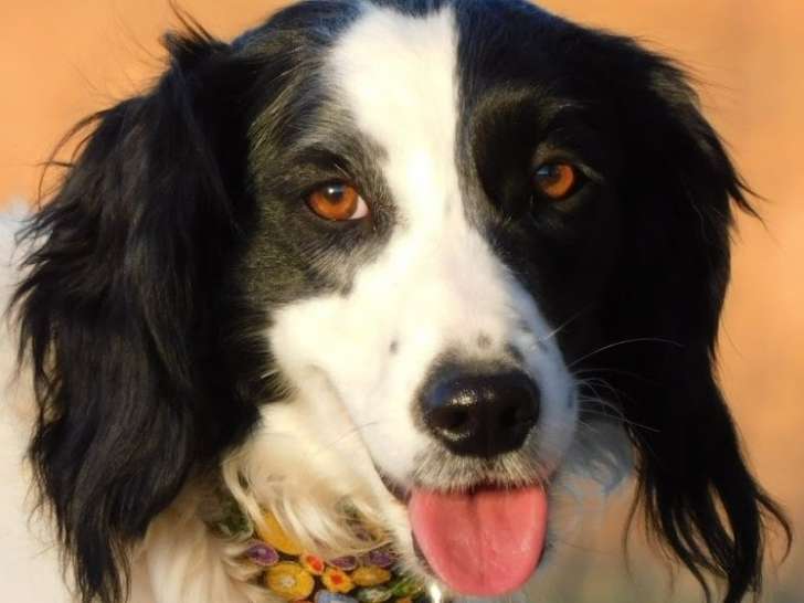 Era, jeune chienne douce, câline et joueuse à adopter
