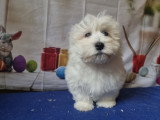 2 chiots Coton de Tuléar LOF à vendre