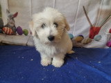 2 chiots Coton de Tuléar LOF à vendre
