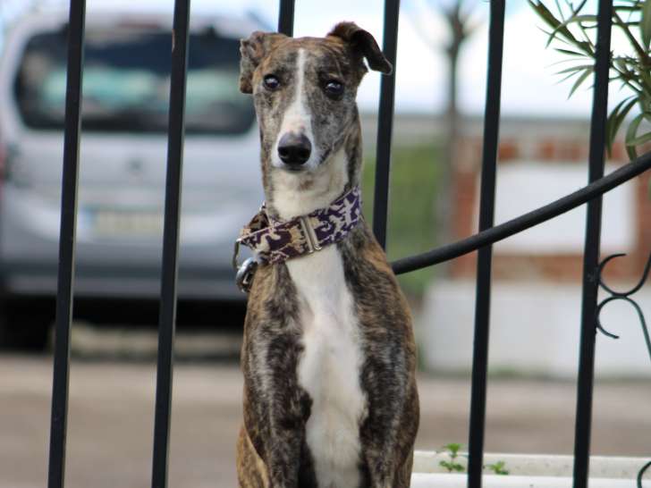 Tana, chienne Galgo Espagnol à adopter