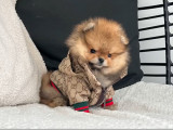 Chiots Spitz Nains Poméranien LOF à vendre