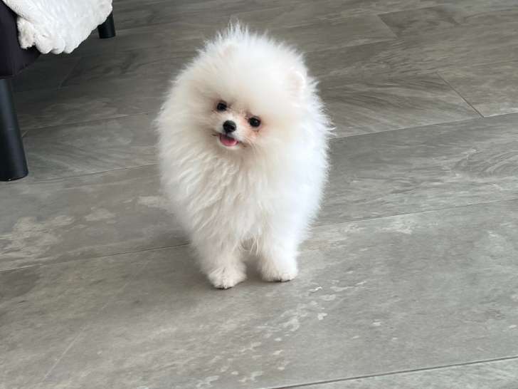 Chiots Spitz Nains Poméranien LOF à vendre