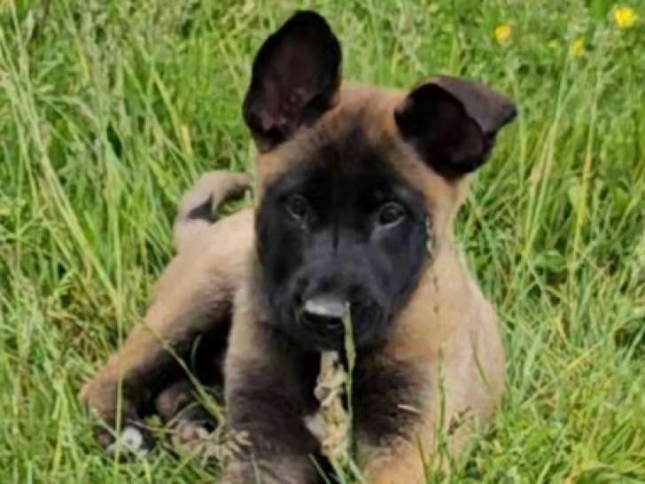 Chiots de race Berger Belge Malinois à vendre (5 femelles & 3 mâles)