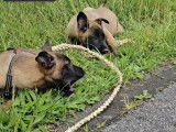 Chiots de race Berger Belge Malinois à vendre (5 femelles & 3 mâles)