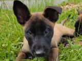 Chiots de race Berger Belge Malinois à vendre (5 femelles & 3 mâles)