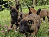 Chiots de race Berger Belge Malinois à vendre (5 femelles & 3 mâles)