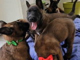 Chiots de race Berger Belge Malinois à vendre (5 femelles & 3 mâles)