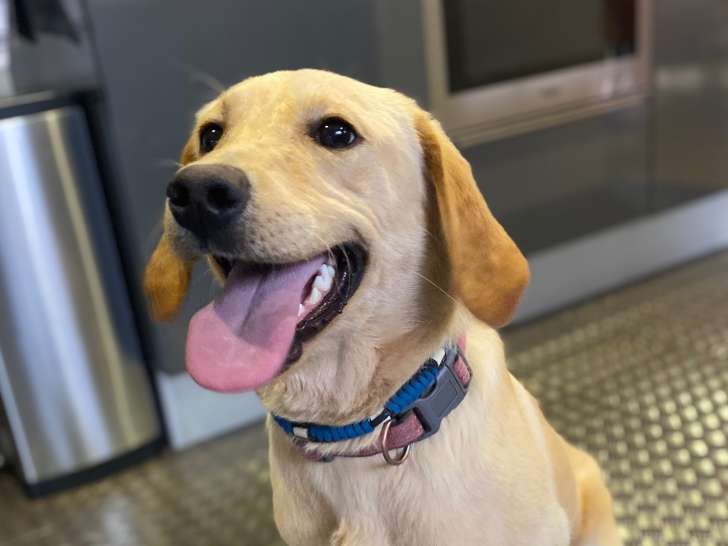 Femelle Labrador de 1 an à vendre