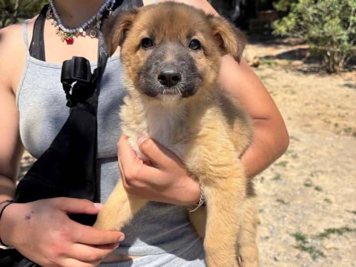 Bloop, chiot à adopter