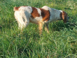 À vendre, chienne Epagneul Breton (LOF)