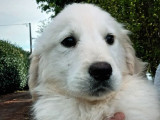Chiots Golden Retriever LOF à vendre