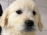 Chiots Golden Retriever LOF à vendre