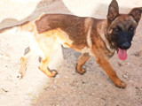 À vendre, 1 chiot mâle Malinois LOF