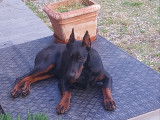 Chiot Dobermann &agrave; vendre