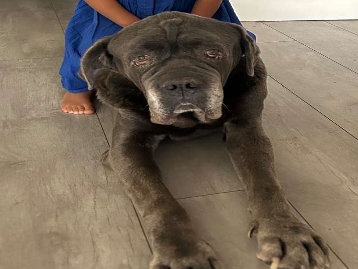 Chien adulte de race Cane Corso Mâle à donner