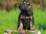 Chiots mâles Cocker Américain LOF mis en vente