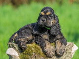 Chiots mâles Cocker Américain LOF mis en vente