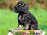 Chiots mâles Cocker Américain LOF mis en vente