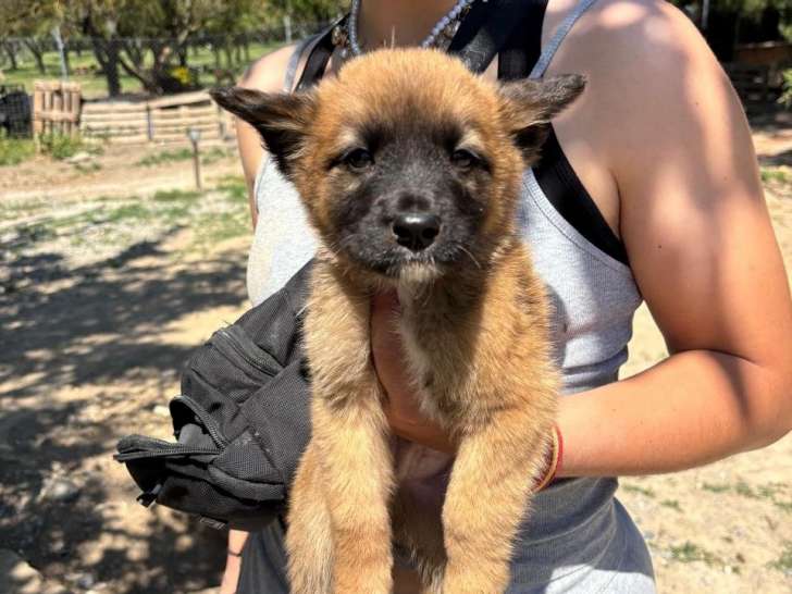 Tater Tot, chiot à adopter