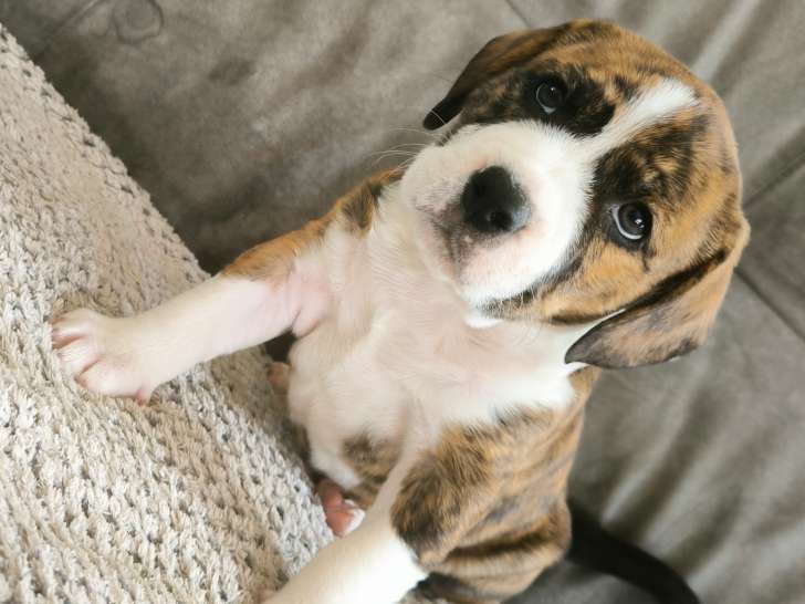 Chiot Staffie croisé Beagle à vendre