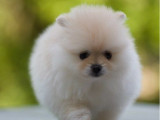 À réserver, 4 chiots Spitz Allemand Nains (LOF)