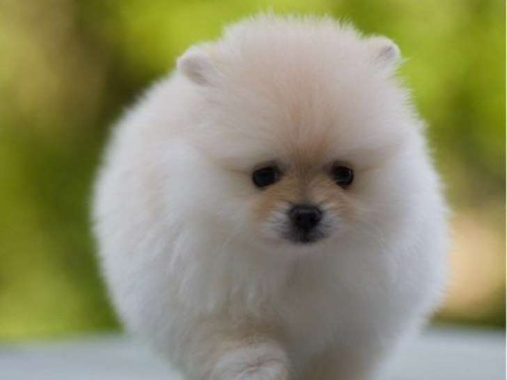 À réserver, 4 chiots Spitz Allemand Nains (LOF)