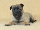 À réserver, 4 chiots Berger Malinois LOF