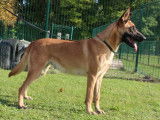 À réserver, 4 chiots Berger Malinois LOF