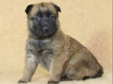 1 chiot mâle Berger Malinois LOF disponible à la réservation