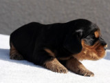 1 chiot mâle Cocker Anglais LOF à réserver