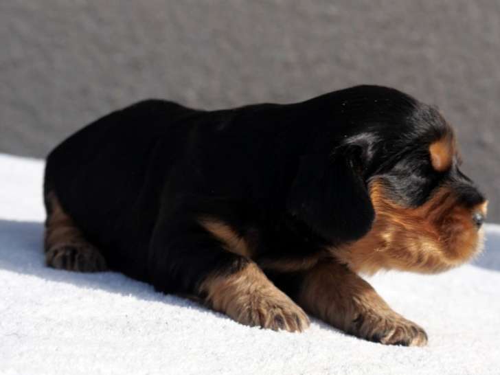 1 chiot mâle Cocker Anglais LOF à réserver