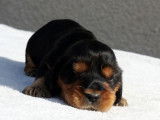 1 chiot mâle Cocker Anglais LOF à réserver