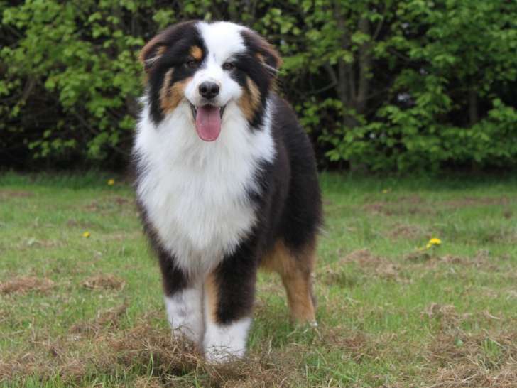 À vendre, 1 chiot mâle Berger Australien (LOF)
