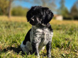 À vendre, chiot femelle Epagneul Breton LOF