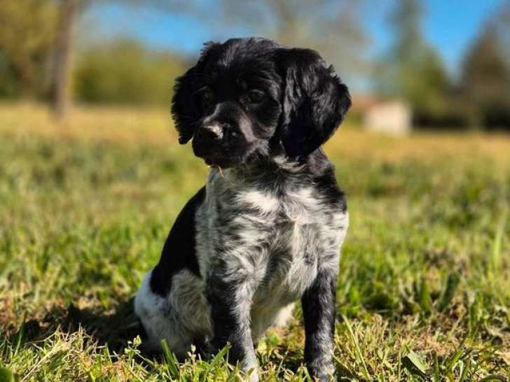 À vendre, chiot femelle Epagneul Breton LOF
