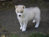 À réserver, 2 chiots mâles Husky Sibérien (LOF)