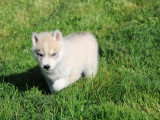 À réserver, 2 chiots mâles Husky Sibérien (LOF)