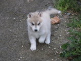 À réserver, 2 chiots mâles Husky Sibérien (LOF)