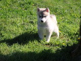 À réserver, 2 chiots mâles Husky Sibérien (LOF)