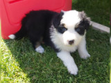 À réserver, 2 chiots femelles Berger Australien (LOF)