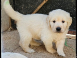 À réserver, chiots Golden Retriever (LOF)
